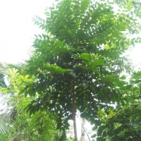 Chukrasia tabularis A.Juss.